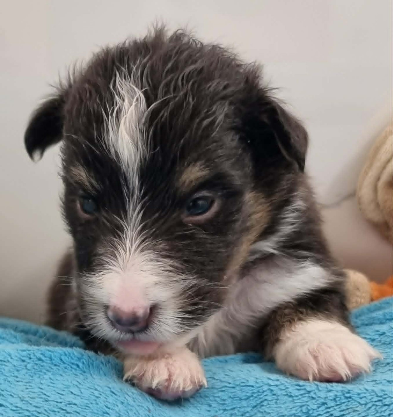 Des Shelties De La Rose - Chiots disponibles - Shetland Sheepdog