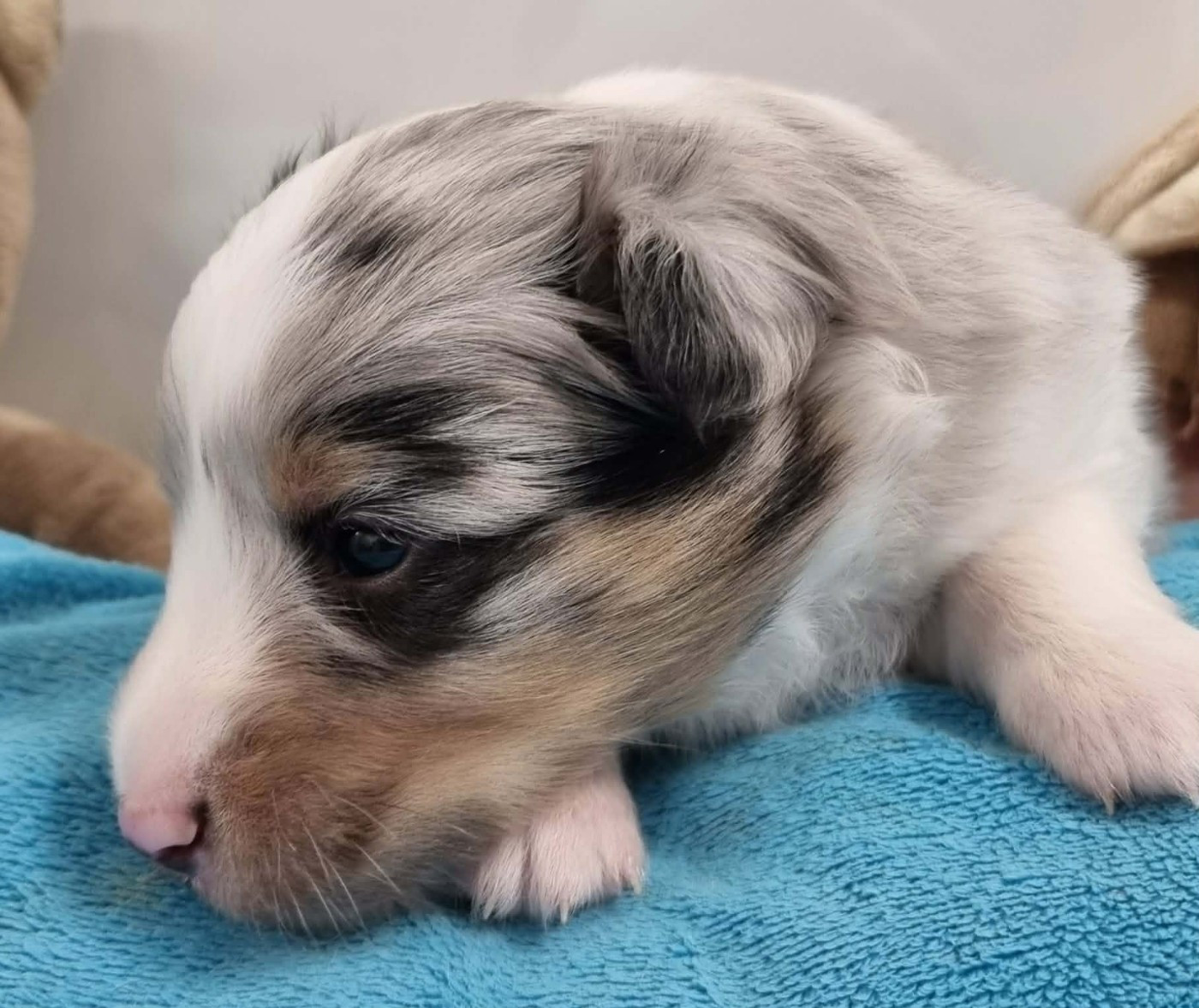 Des Shelties De La Rose - Chiots disponibles - Shetland Sheepdog