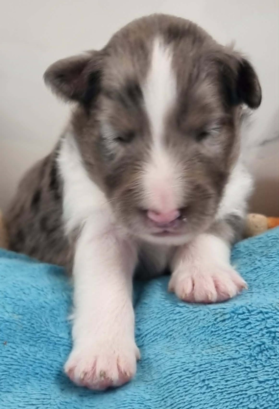 Des Shelties De La Rose - Chiots disponibles - Shetland Sheepdog