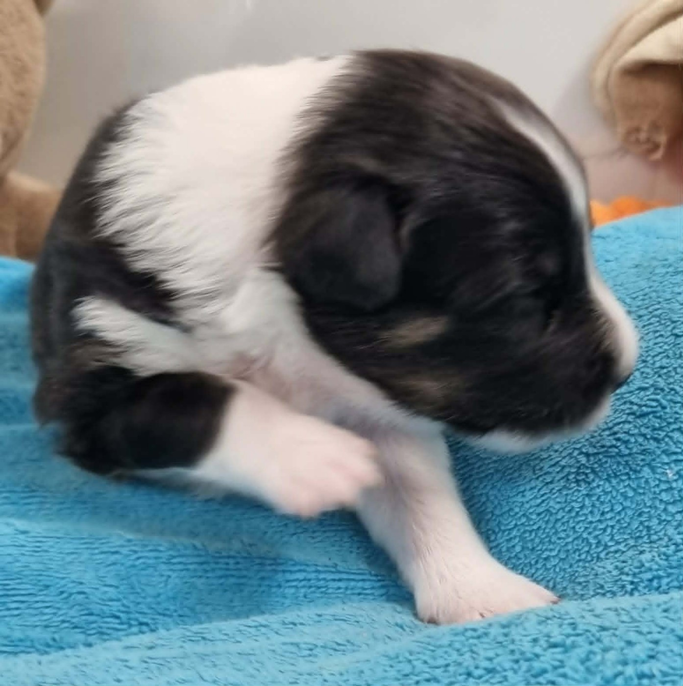 Des Shelties De La Rose - Chiots disponibles - Shetland Sheepdog