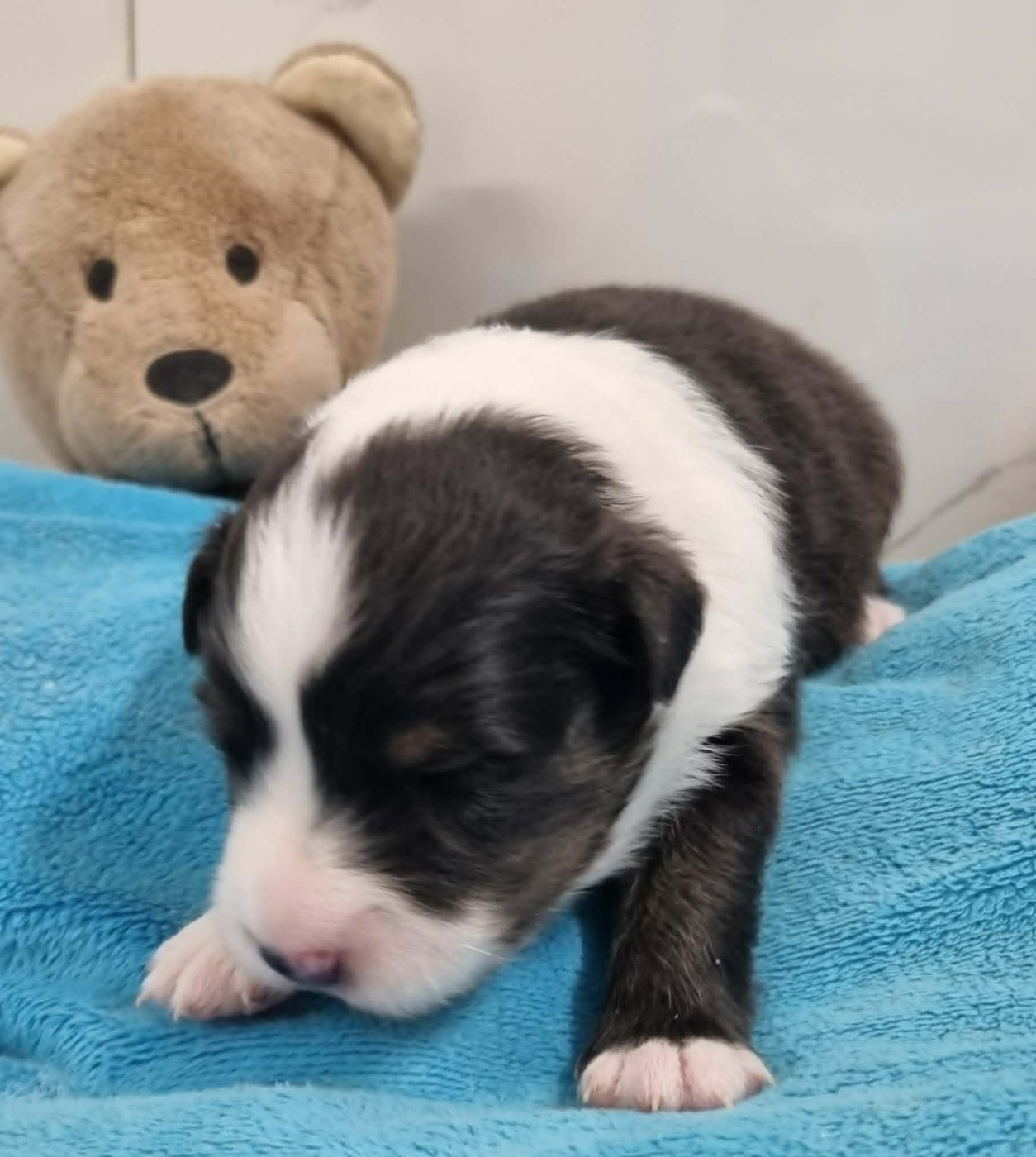 Des Shelties De La Rose - Chiots disponibles - Shetland Sheepdog
