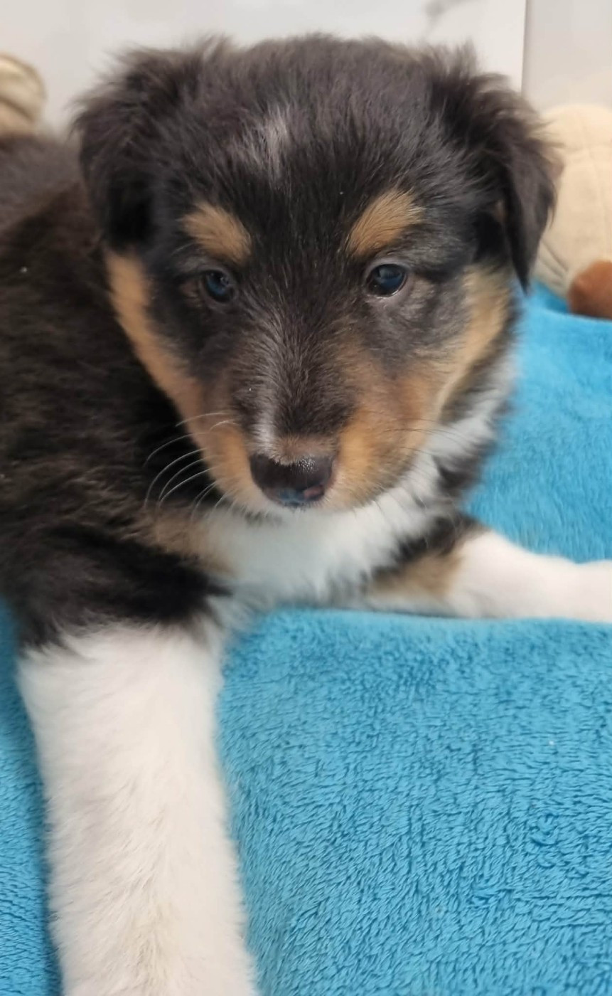 Des Shelties De La Rose - Chiots disponibles - Shetland Sheepdog