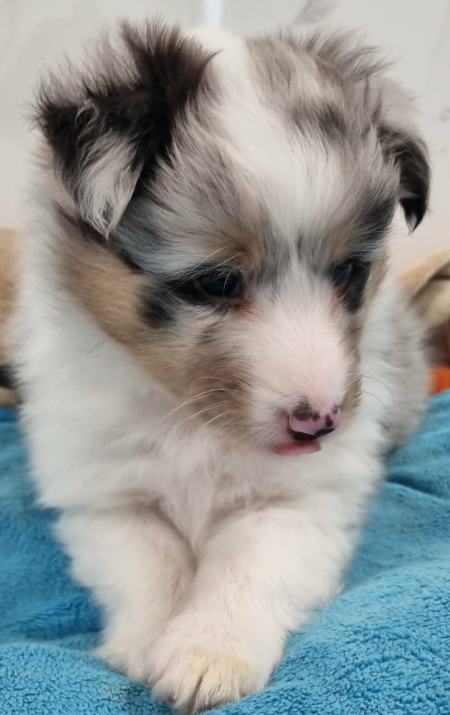 Des Shelties De La Rose - Chiots disponibles - Shetland Sheepdog