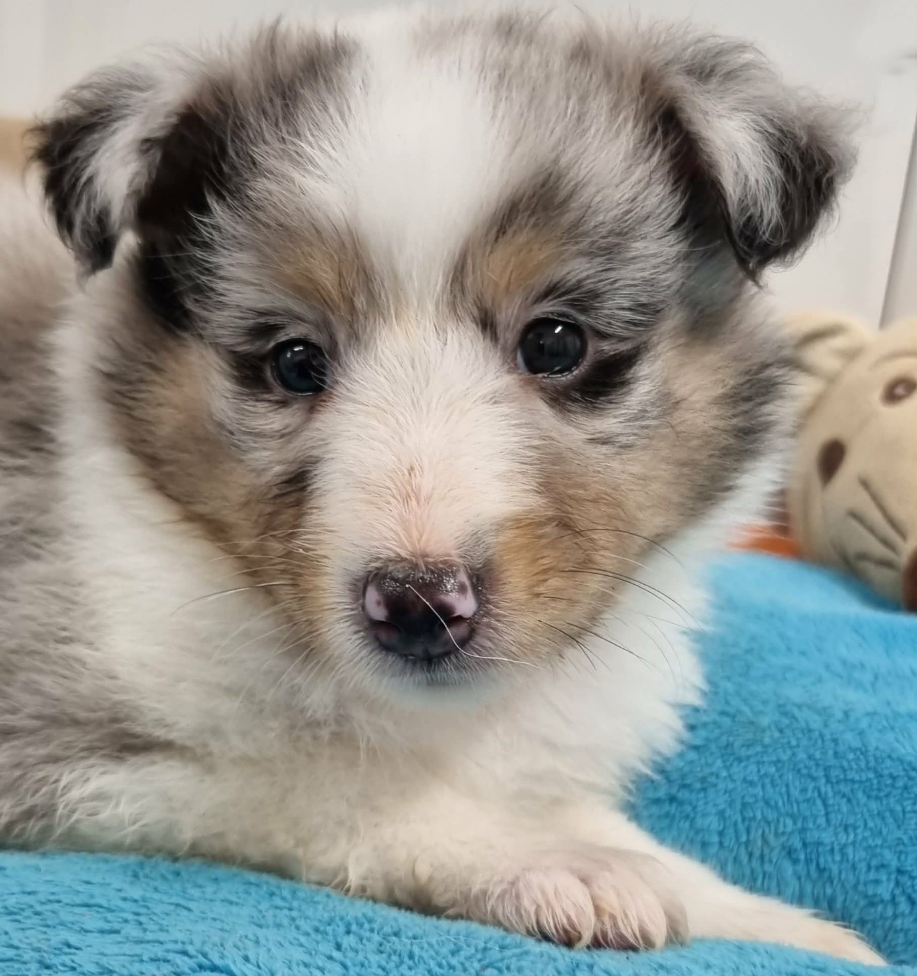 Des Shelties De La Rose - Chiots disponibles - Shetland Sheepdog