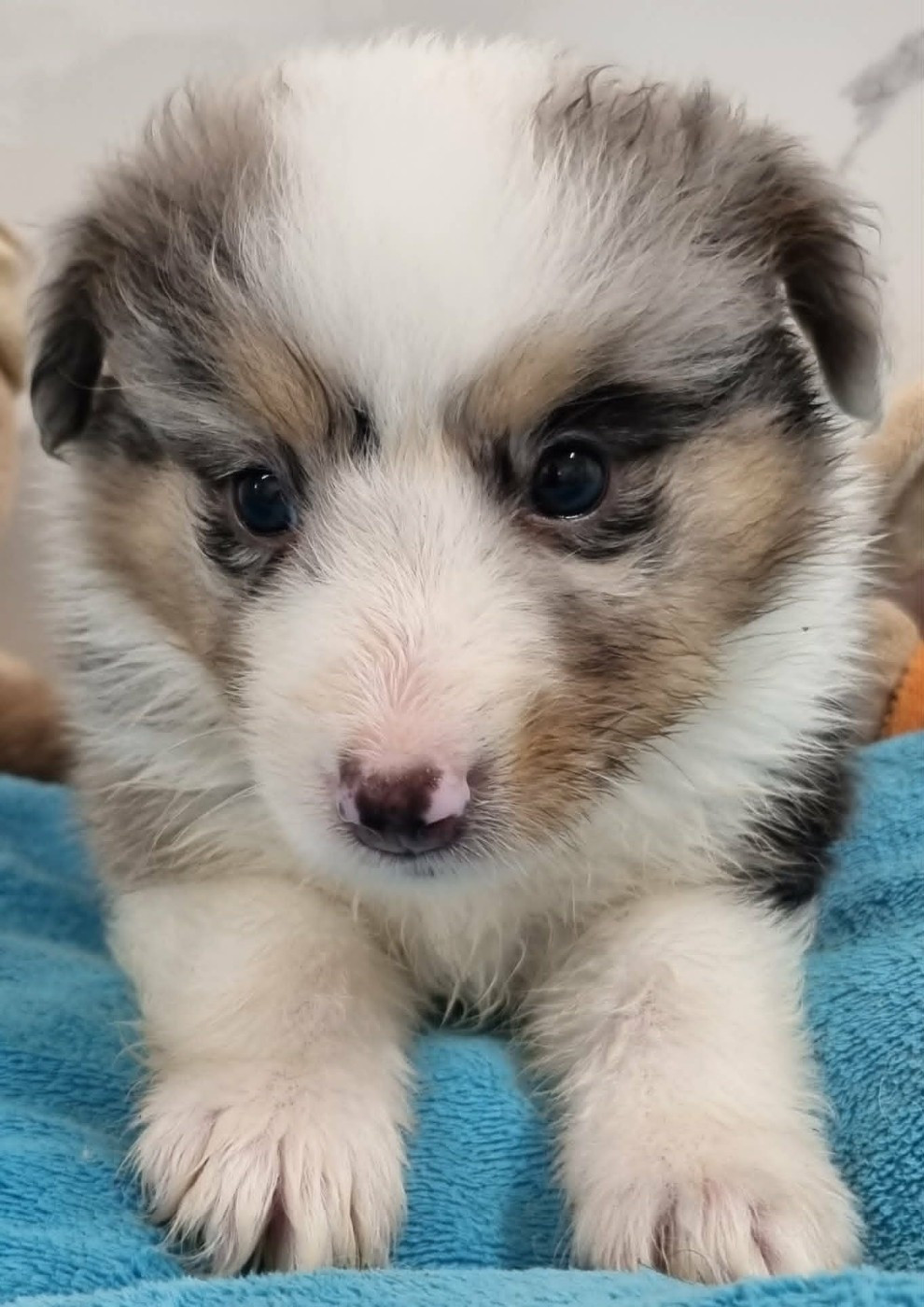 Des Shelties De La Rose - Chiots disponibles - Shetland Sheepdog