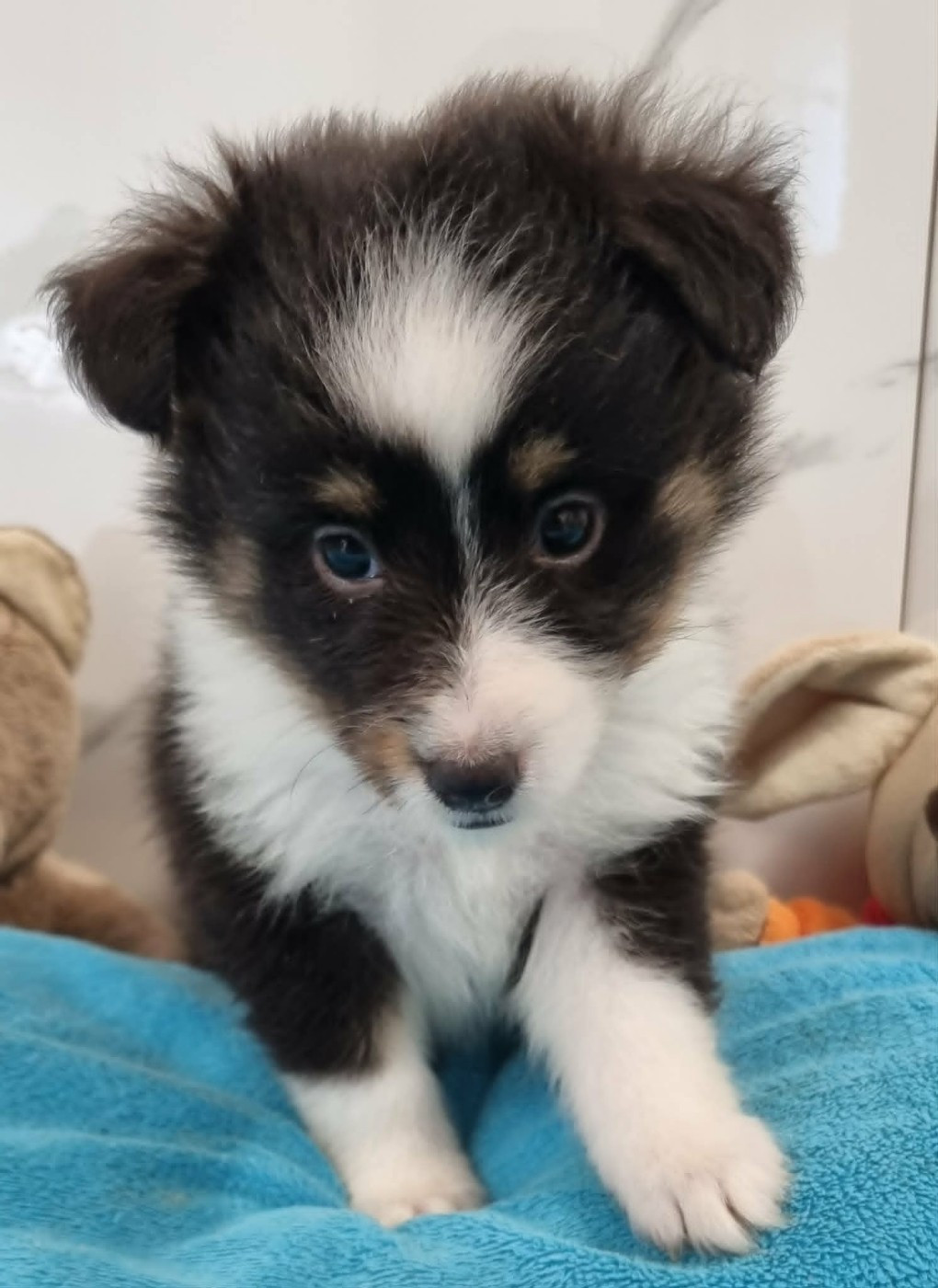 Des Shelties De La Rose - Chiots disponibles - Shetland Sheepdog