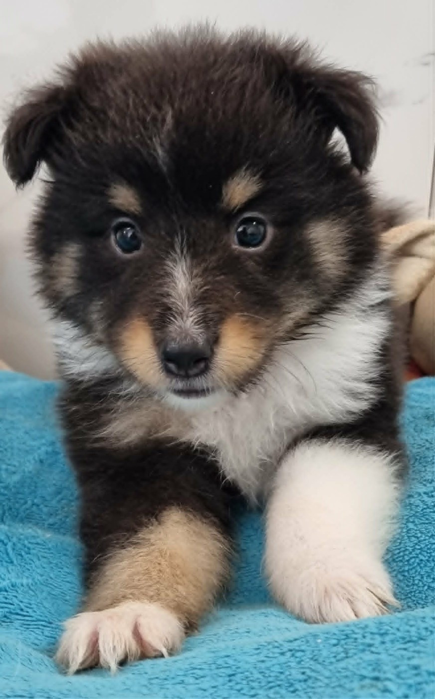 Des Shelties De La Rose - Chiots disponibles - Shetland Sheepdog