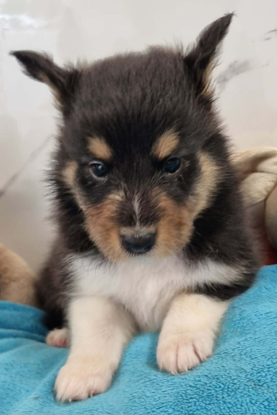 Des Shelties De La Rose - Chiots disponibles - Shetland Sheepdog
