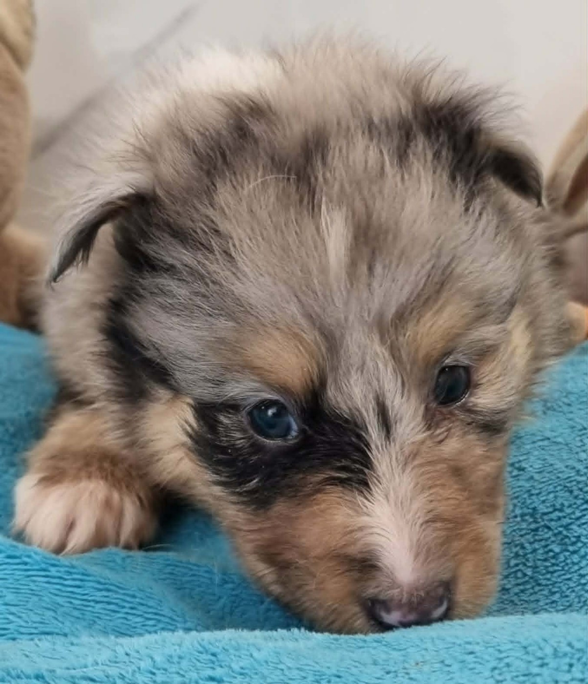 Des Shelties De La Rose - Chiots disponibles - Shetland Sheepdog