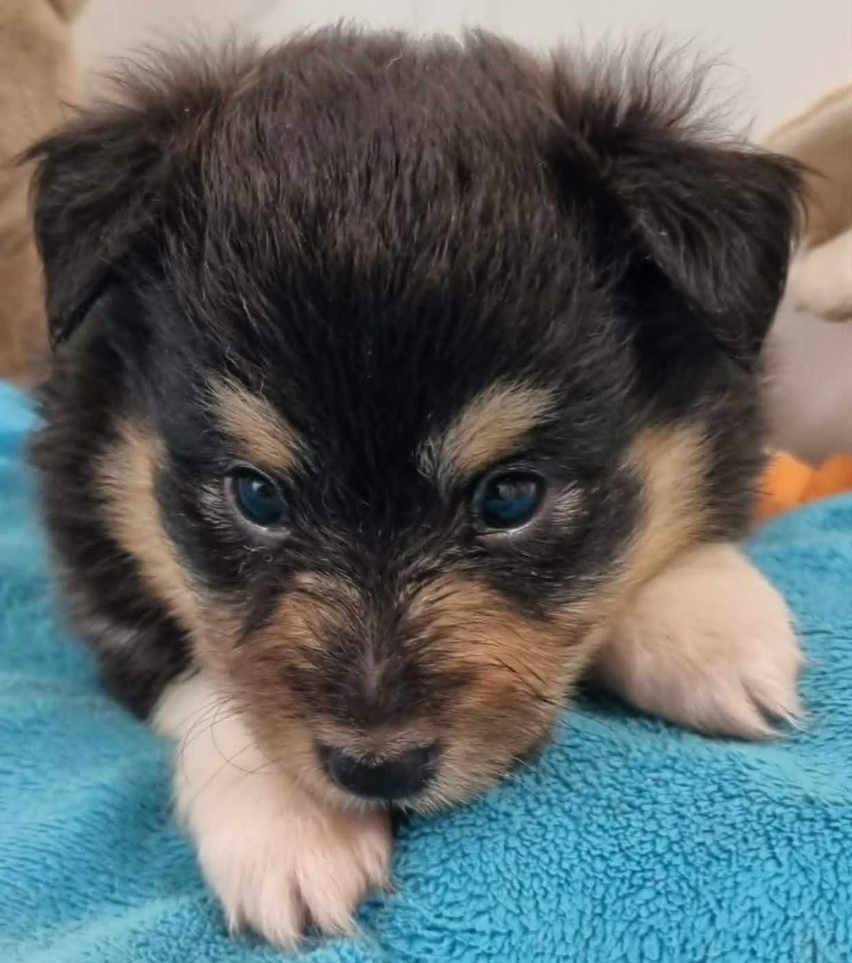 Des Shelties De La Rose - Chiots disponibles - Shetland Sheepdog