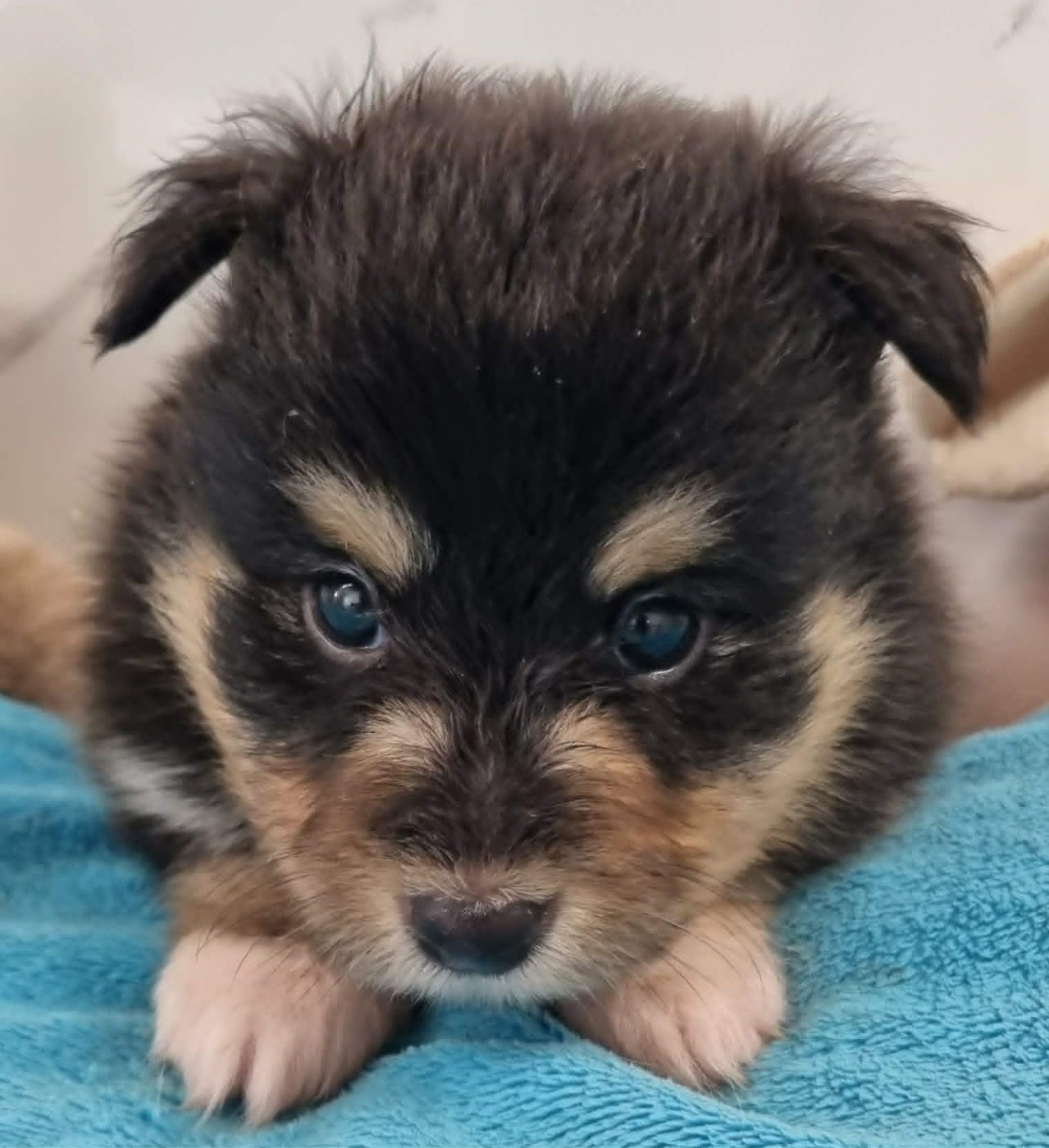 Des Shelties De La Rose - Chiots disponibles - Shetland Sheepdog