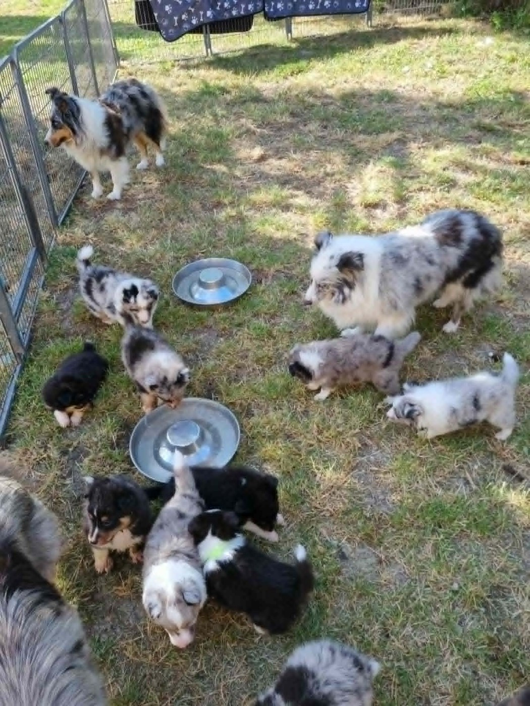 Chiot Shetland Sheepdog Des Shelties De La Rose