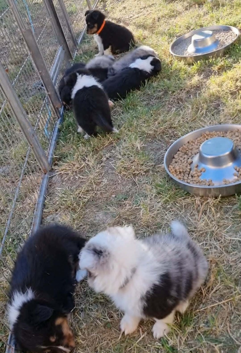 Chiot Shetland Sheepdog Des Shelties De La Rose