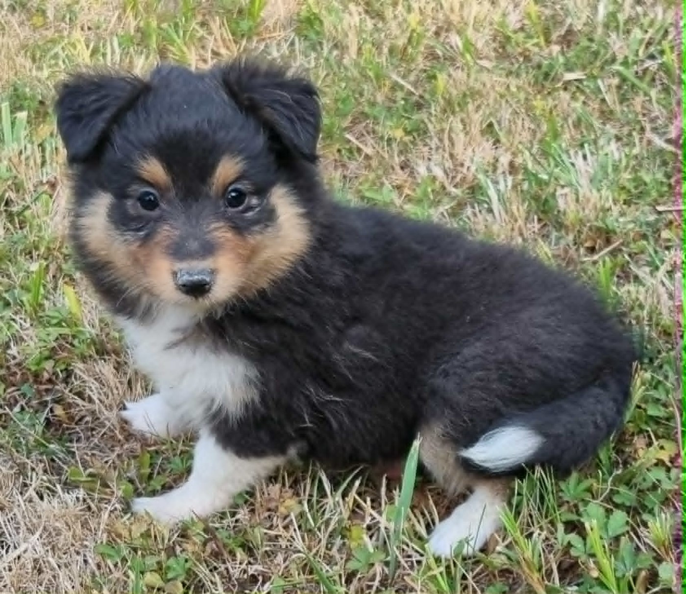 Des Shelties De La Rose - Chiots disponibles - Shetland Sheepdog