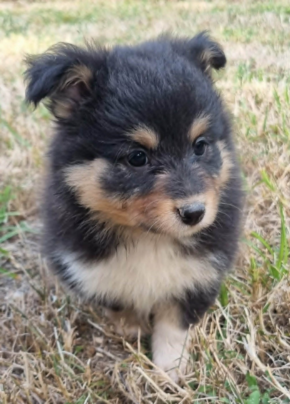 Des Shelties De La Rose - Chiots disponibles - Shetland Sheepdog