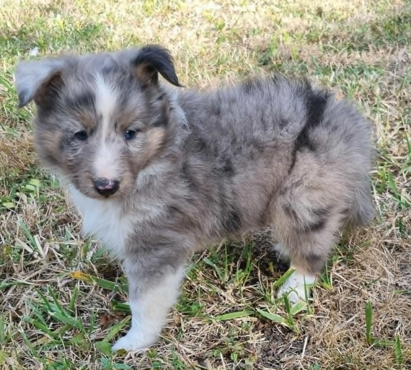 Des Shelties De La Rose - Chiots disponibles - Shetland Sheepdog