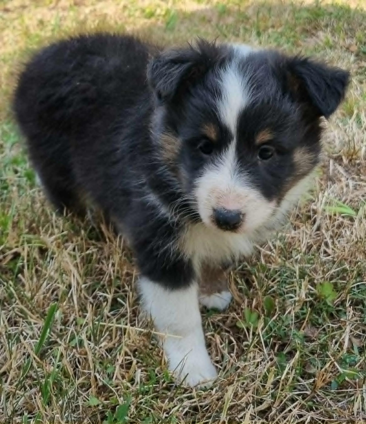 Des Shelties De La Rose - Chiots disponibles - Shetland Sheepdog