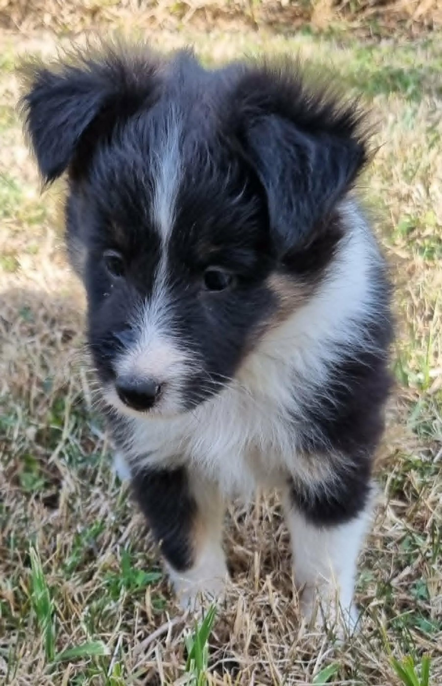 Des Shelties De La Rose - Chiots disponibles - Shetland Sheepdog