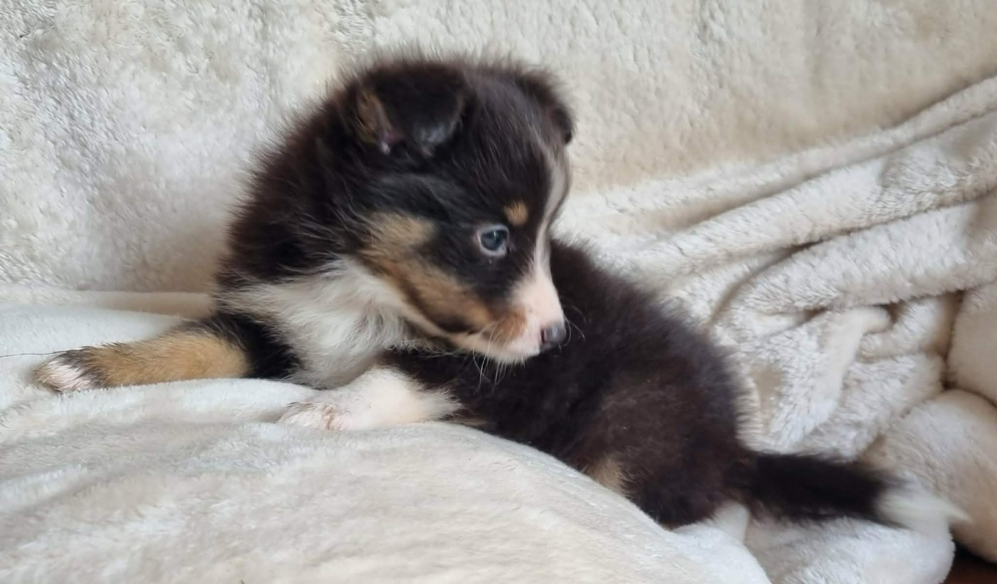 Des Shelties De La Rose - Chiots disponibles - Shetland Sheepdog