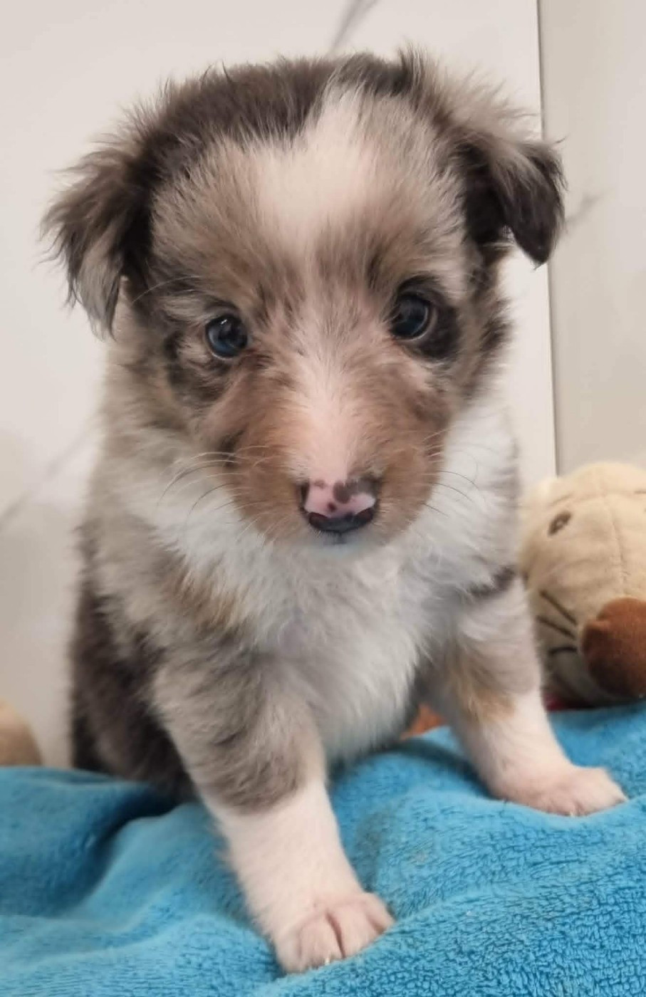 Des Shelties De La Rose - Chiots disponibles - Shetland Sheepdog