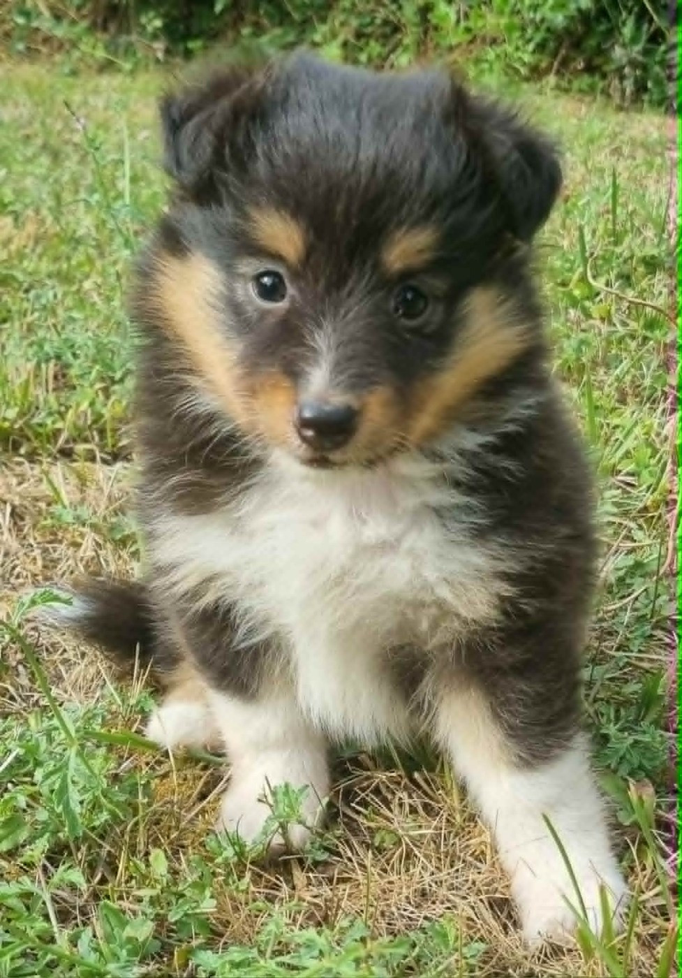 Des Shelties De La Rose - Chiots disponibles - Shetland Sheepdog