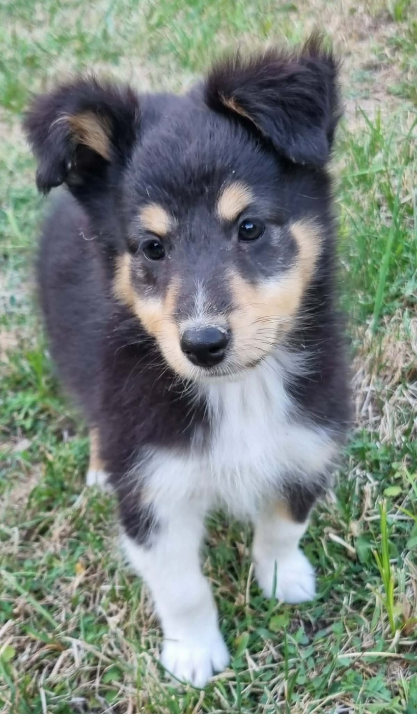 Des Shelties De La Rose - Chiots disponibles - Shetland Sheepdog