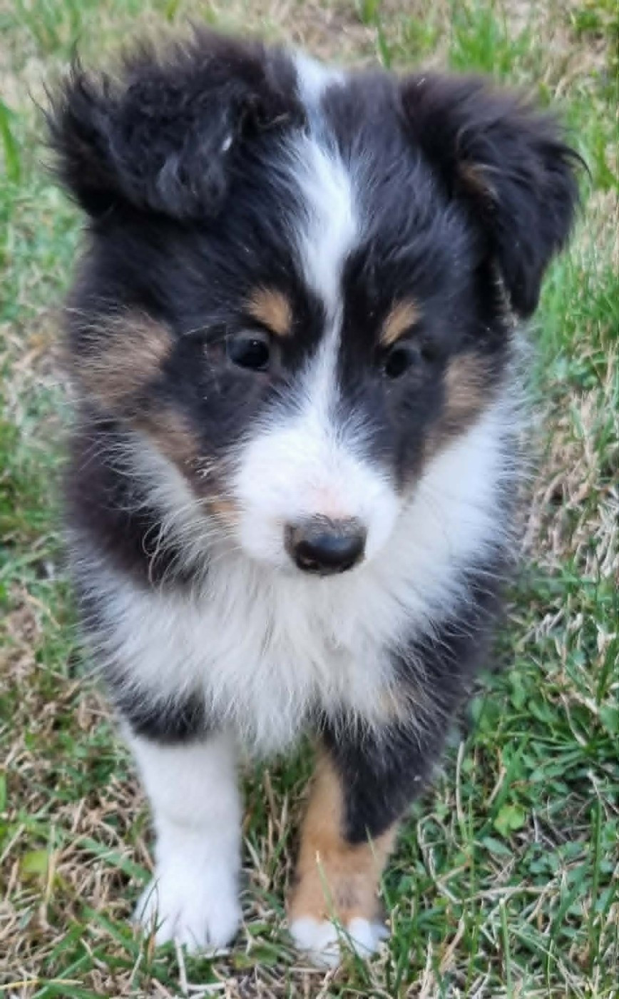 Des Shelties De La Rose - Chiots disponibles - Shetland Sheepdog