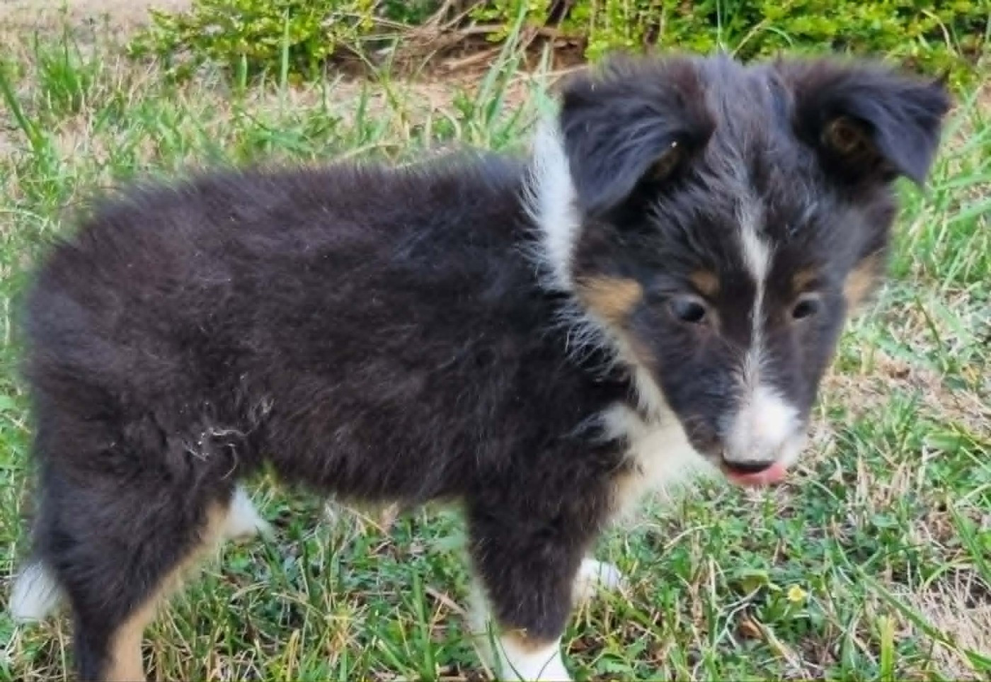 Des Shelties De La Rose - Chiots disponibles - Shetland Sheepdog
