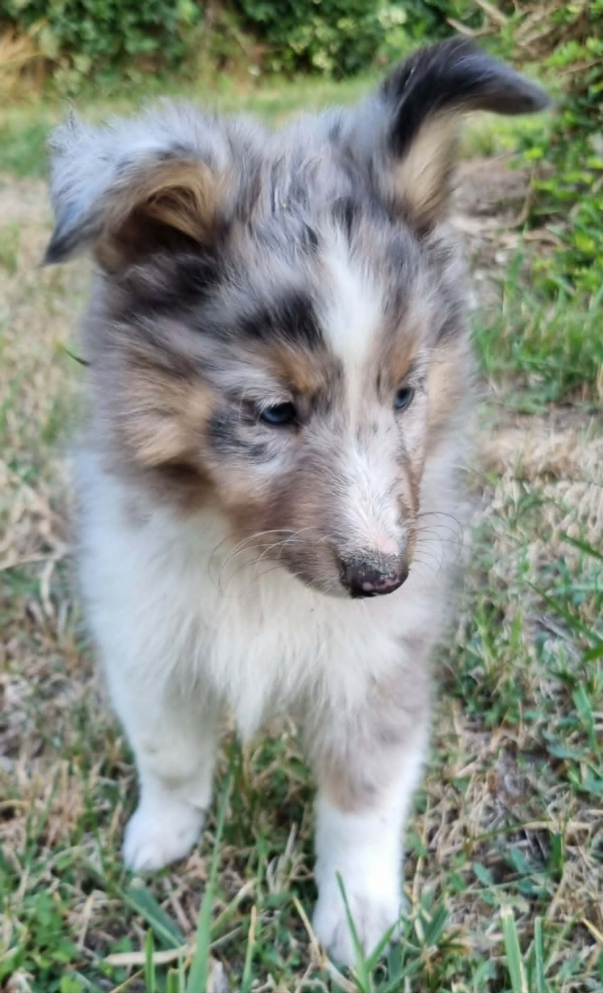 Des Shelties De La Rose - Chiots disponibles - Shetland Sheepdog