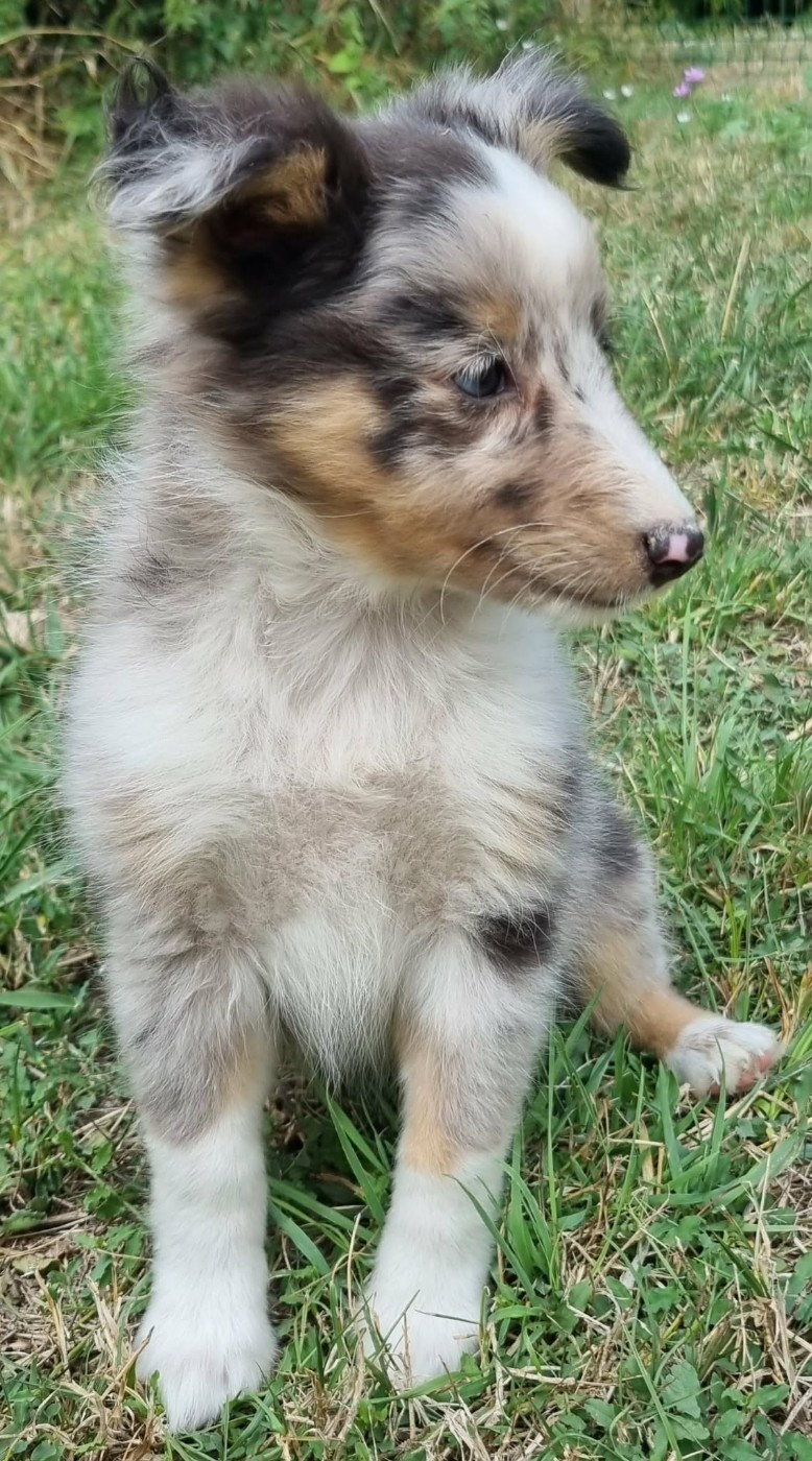 Des Shelties De La Rose - Chiots disponibles - Shetland Sheepdog