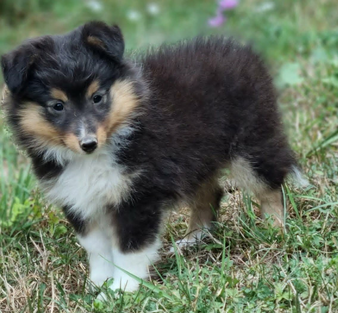 Des Shelties De La Rose - Chiots disponibles - Shetland Sheepdog