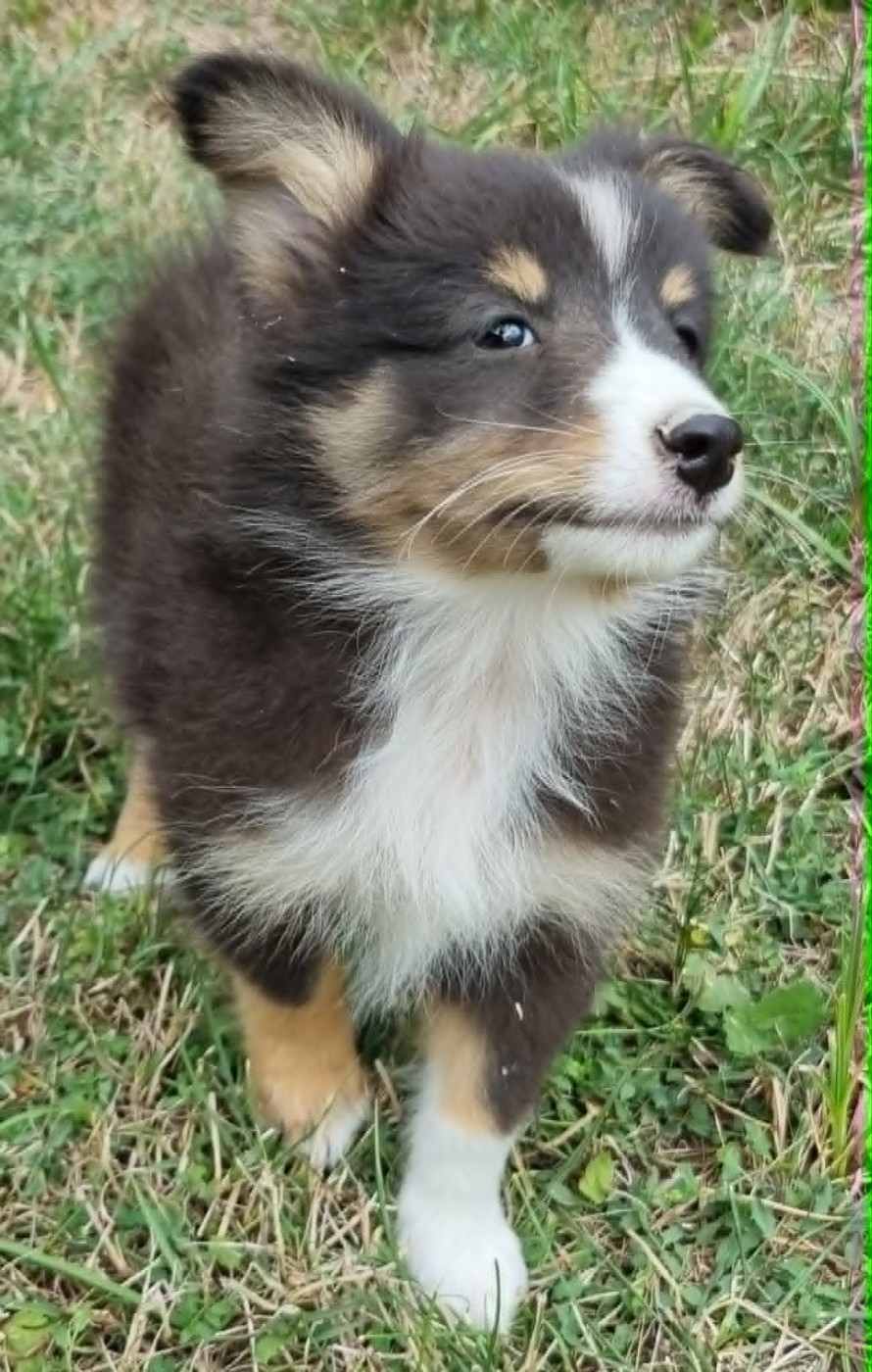Des Shelties De La Rose - Chiots disponibles - Shetland Sheepdog