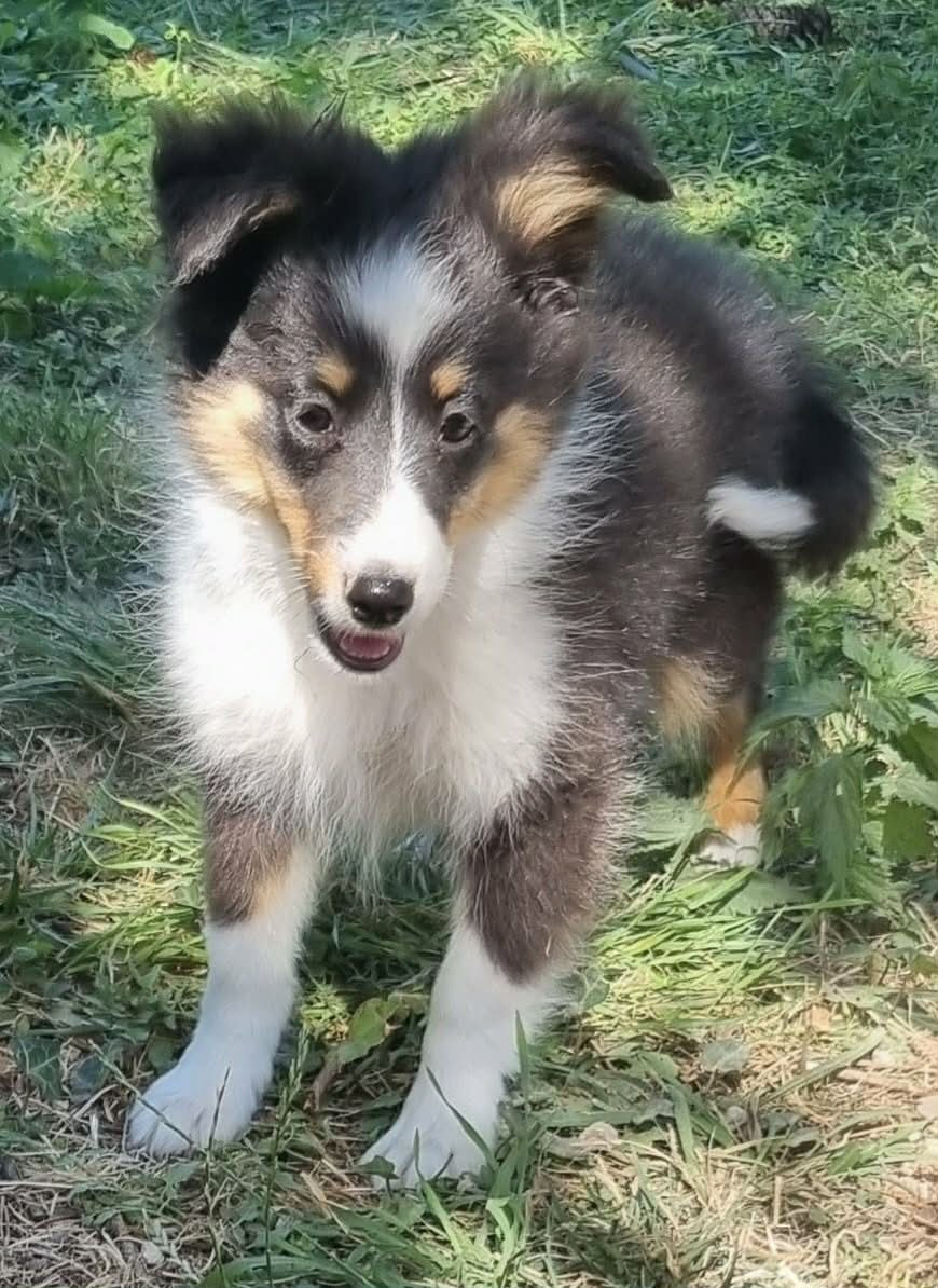Des Shelties De La Rose - Chiots disponibles - Shetland Sheepdog