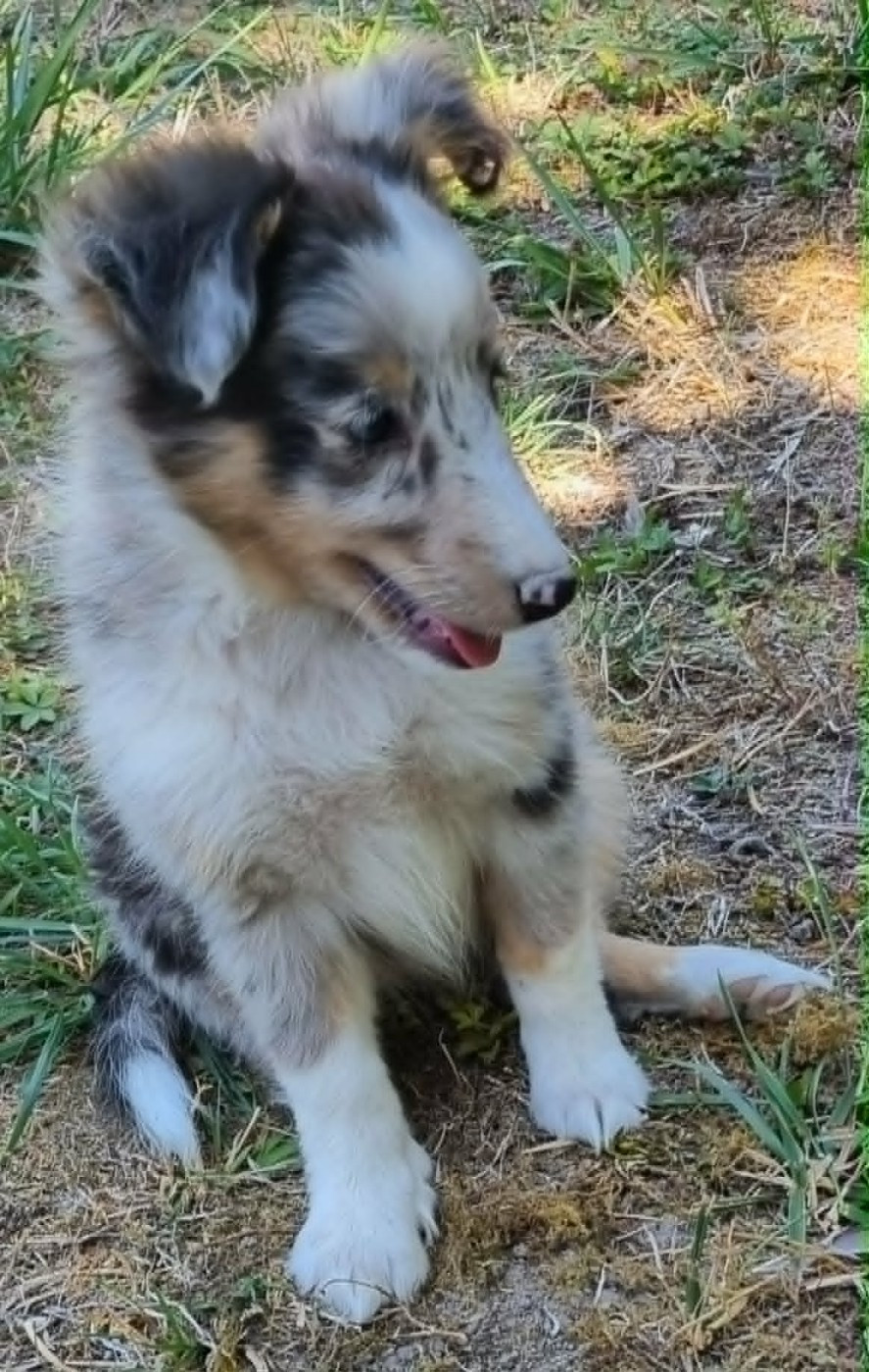 Des Shelties De La Rose - Chiots disponibles - Shetland Sheepdog