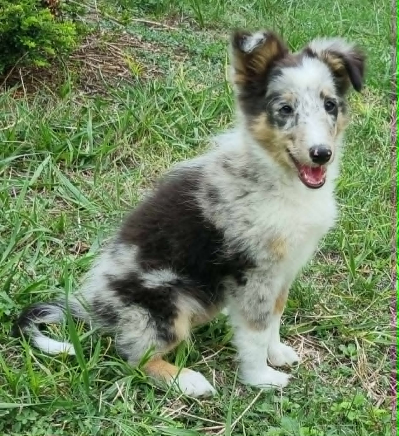 Des Shelties De La Rose - Chiots disponibles - Shetland Sheepdog