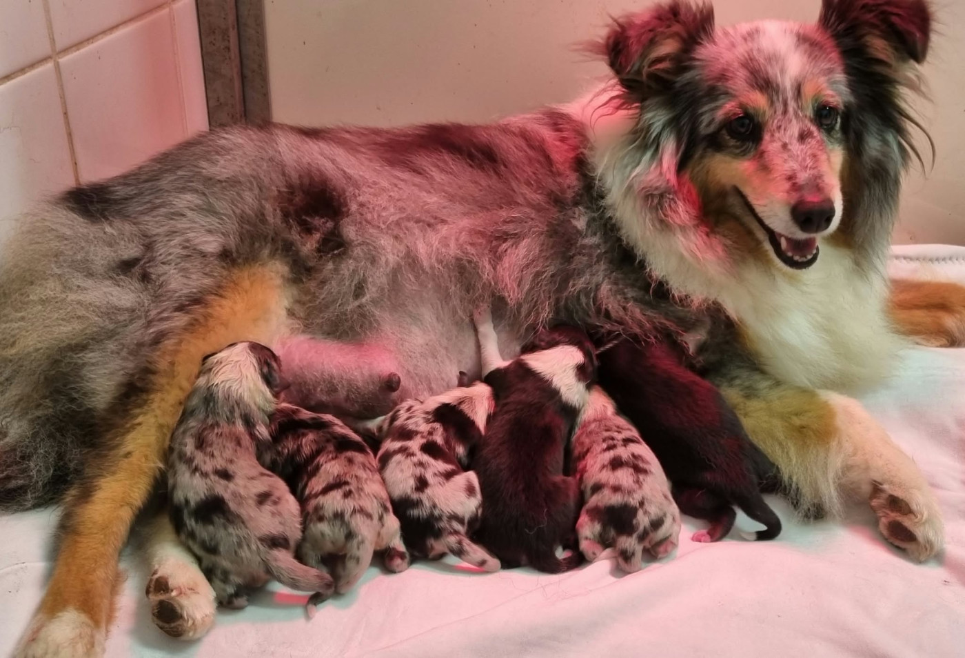 Chiot Shetland Sheepdog Des Shelties De La Rose