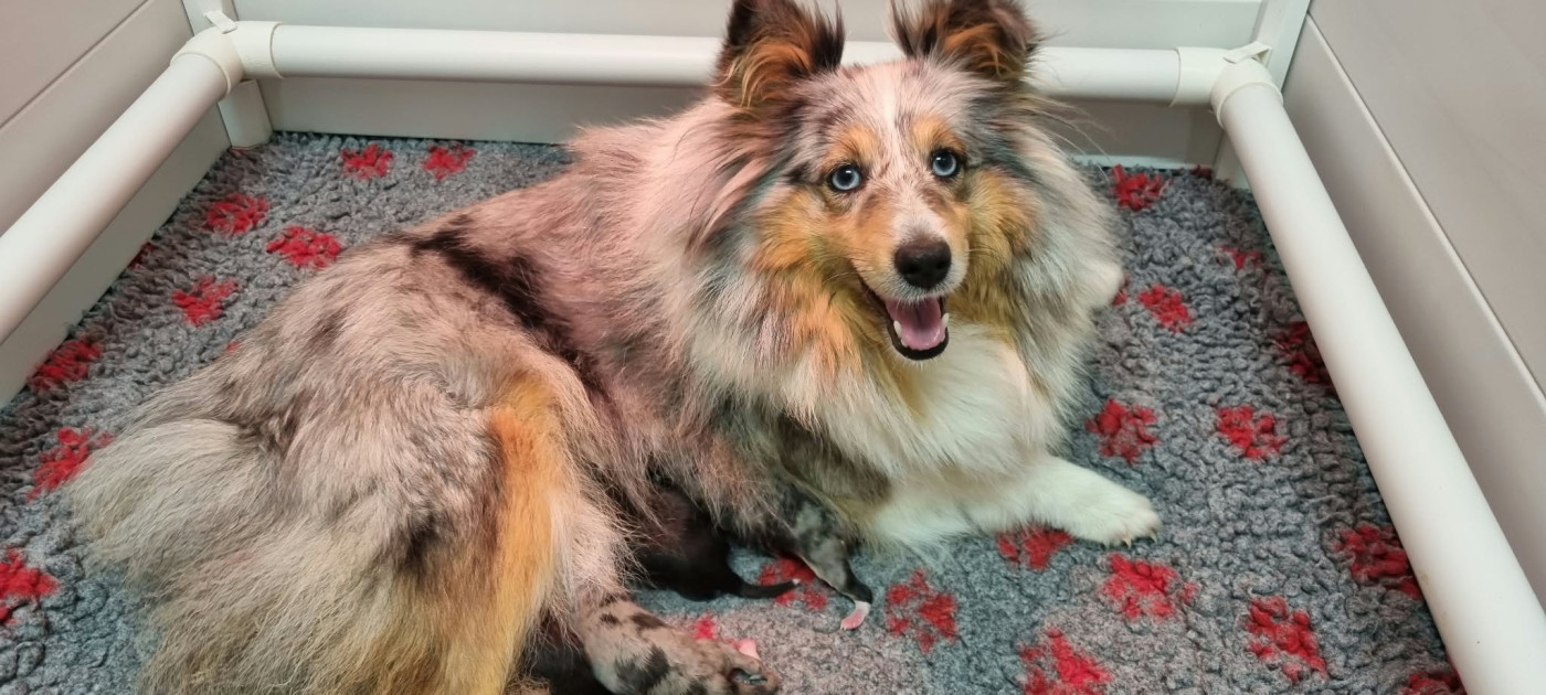 Chiot Shetland Sheepdog Des Shelties De La Rose