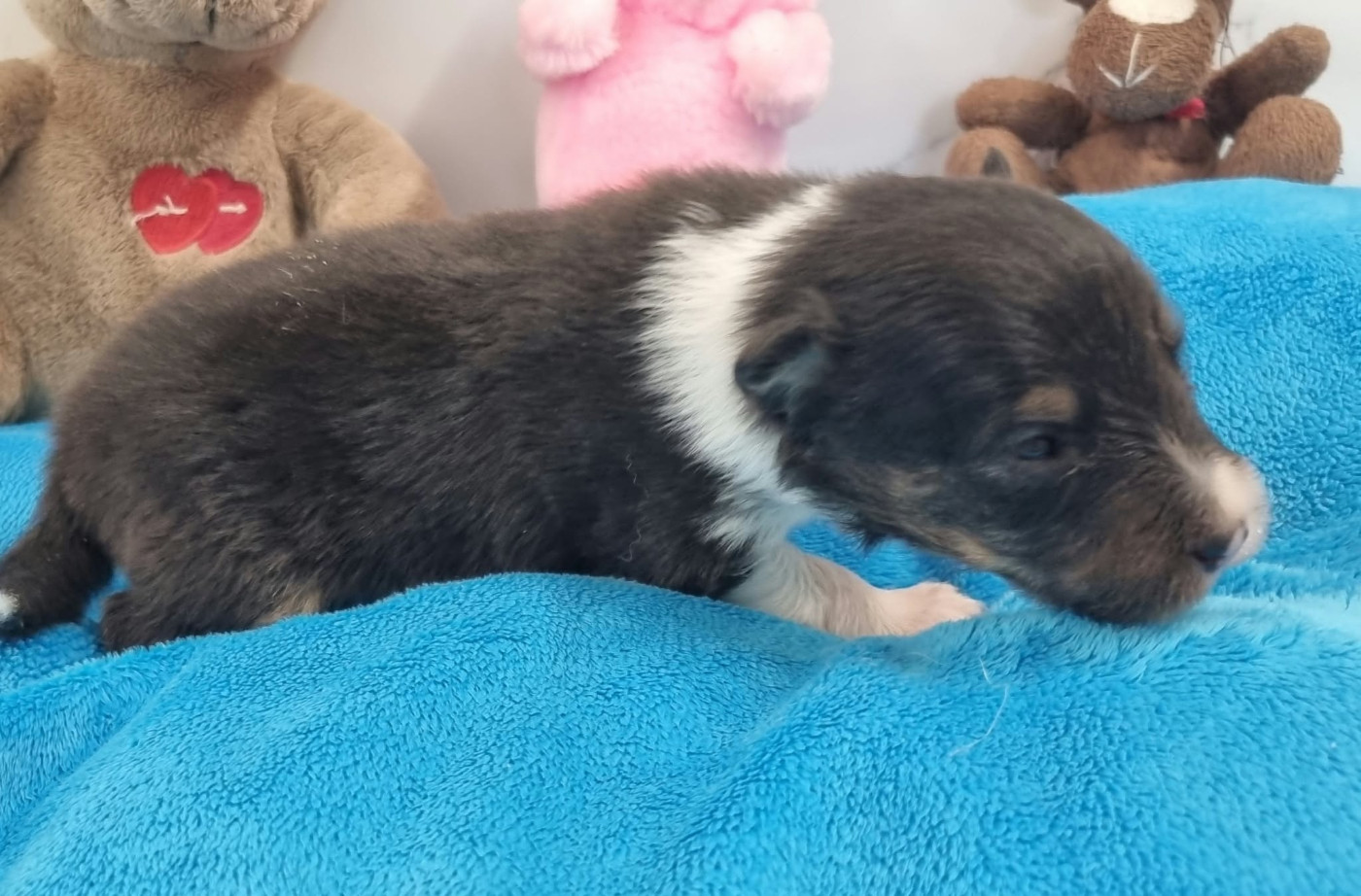 Des Shelties De La Rose - Chiots disponibles - Shetland Sheepdog