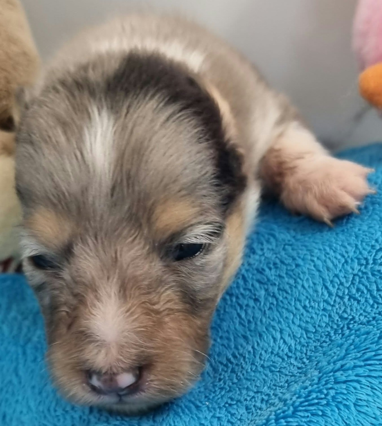 Des Shelties De La Rose - Chiots disponibles - Shetland Sheepdog