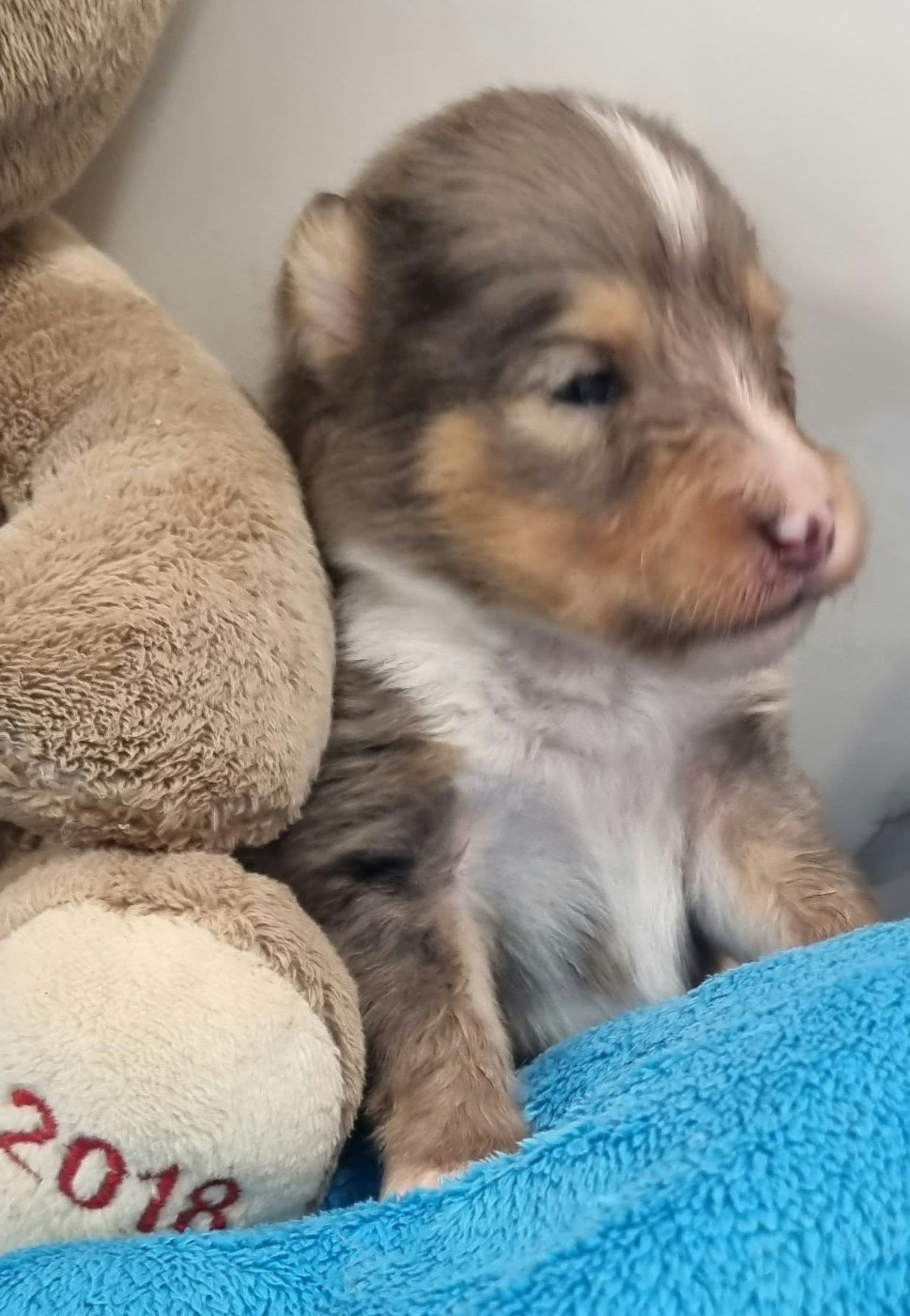 Des Shelties De La Rose - Chiots disponibles - Shetland Sheepdog