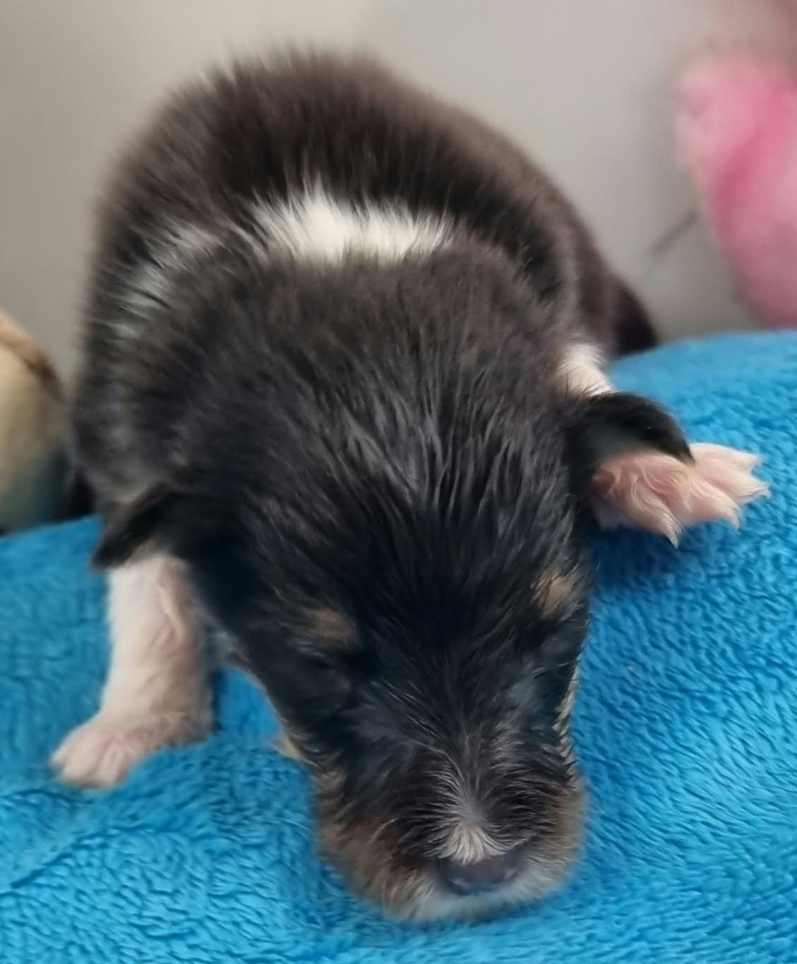 Des Shelties De La Rose - Chiots disponibles - Shetland Sheepdog