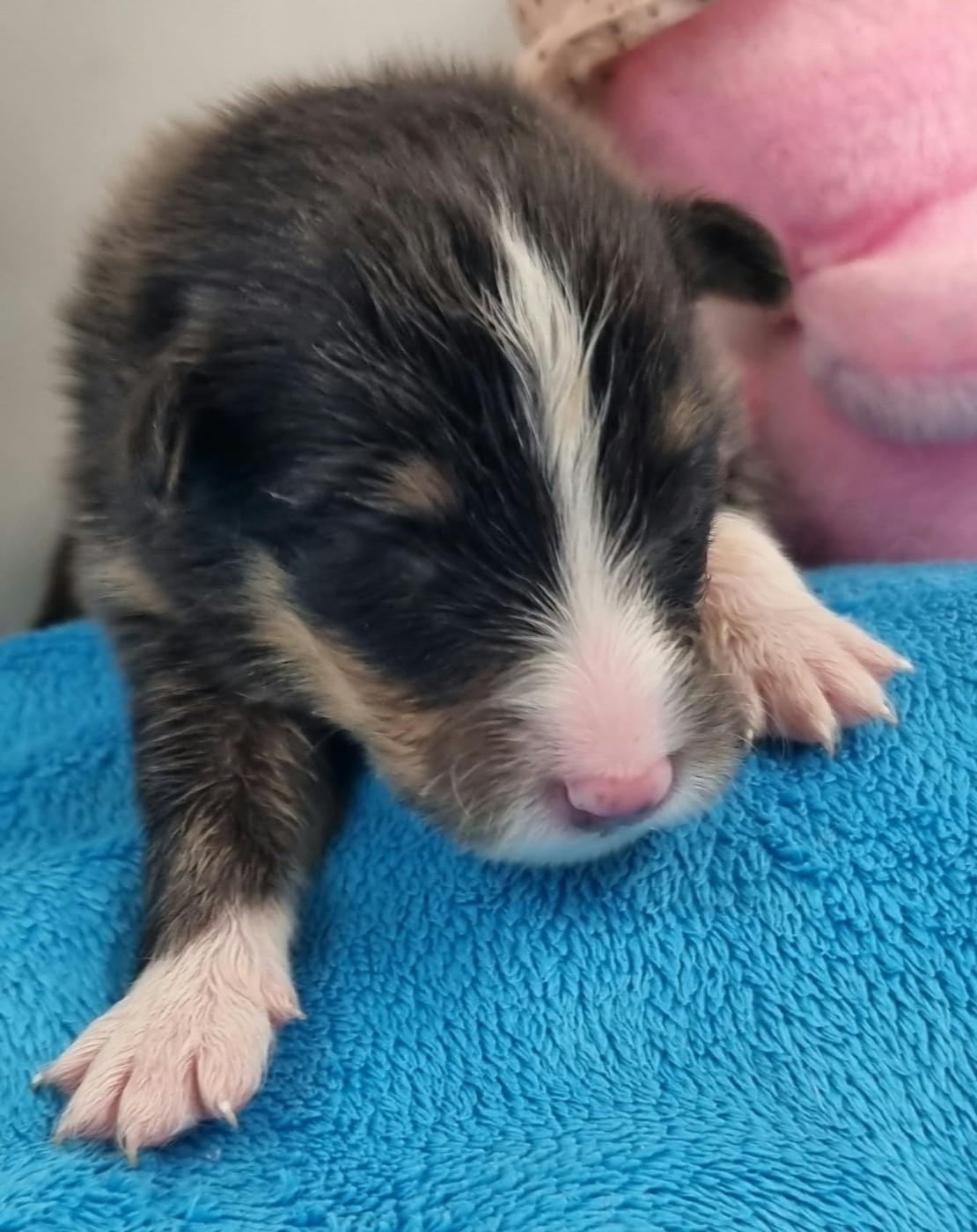 Des Shelties De La Rose - Chiots disponibles - Shetland Sheepdog