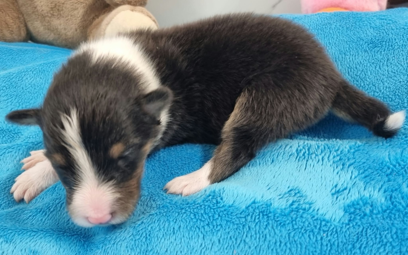 Des Shelties De La Rose - Chiots disponibles - Shetland Sheepdog