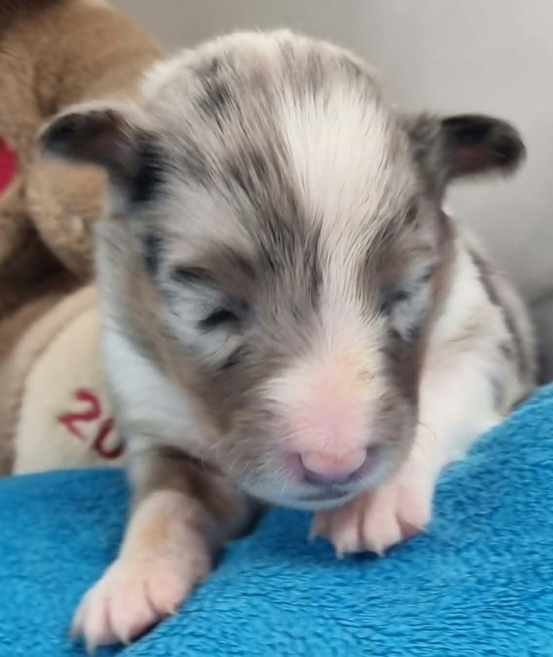 Des Shelties De La Rose - Chiots disponibles - Shetland Sheepdog