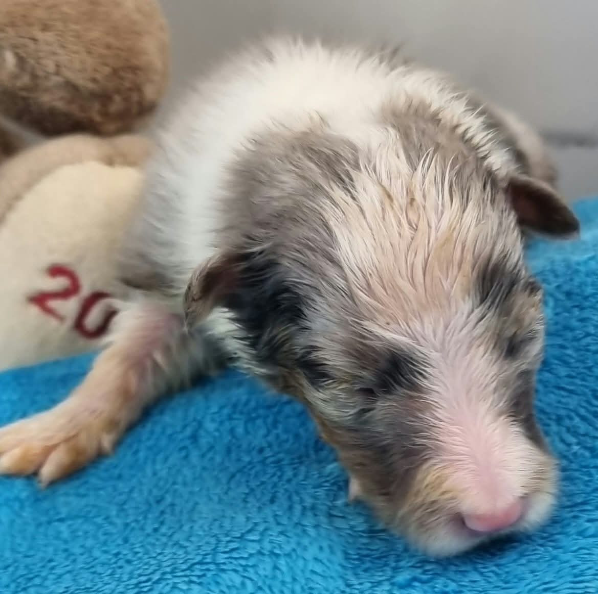 Des Shelties De La Rose - Chiots disponibles - Shetland Sheepdog