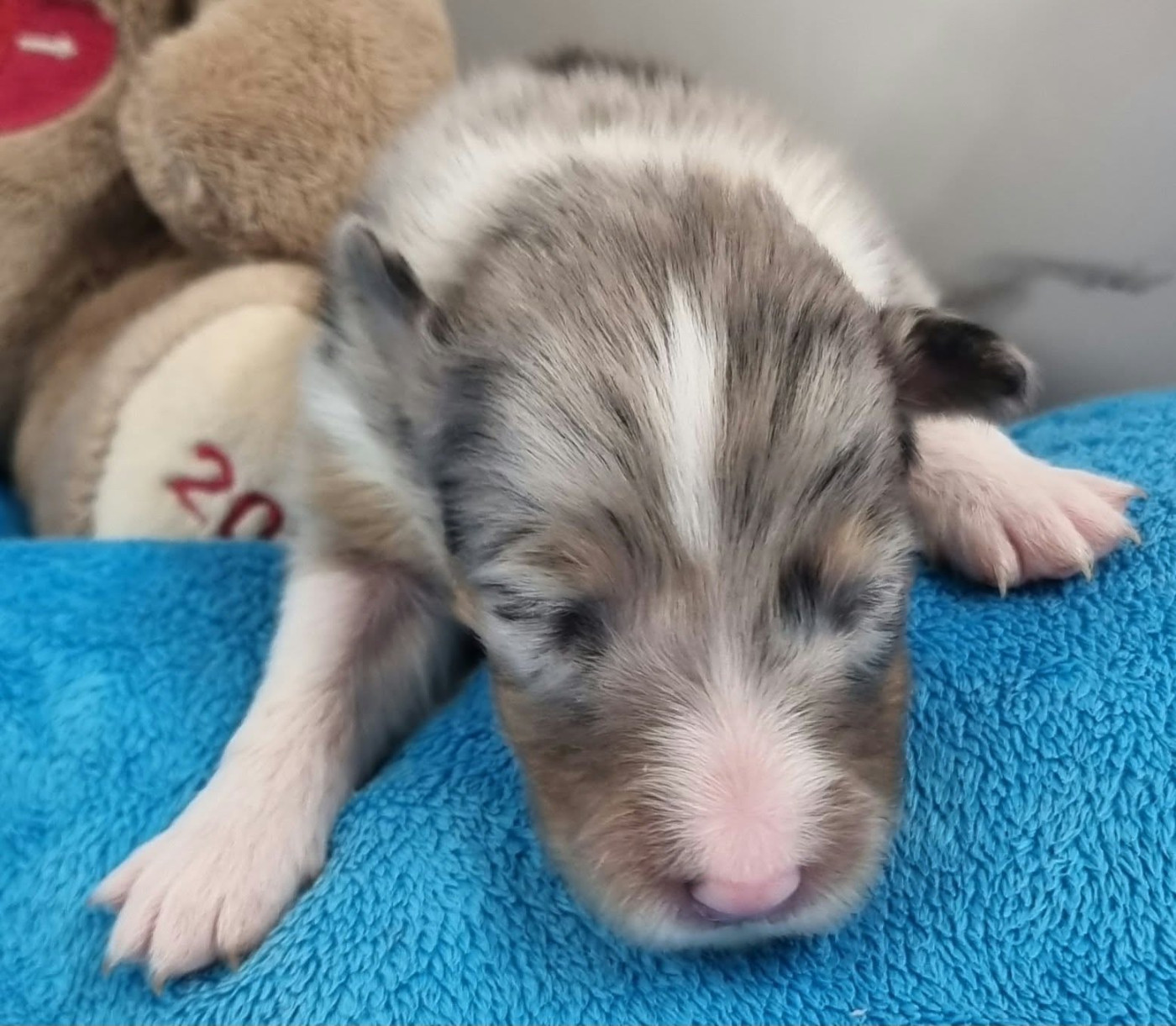 Des Shelties De La Rose - Chiots disponibles - Shetland Sheepdog