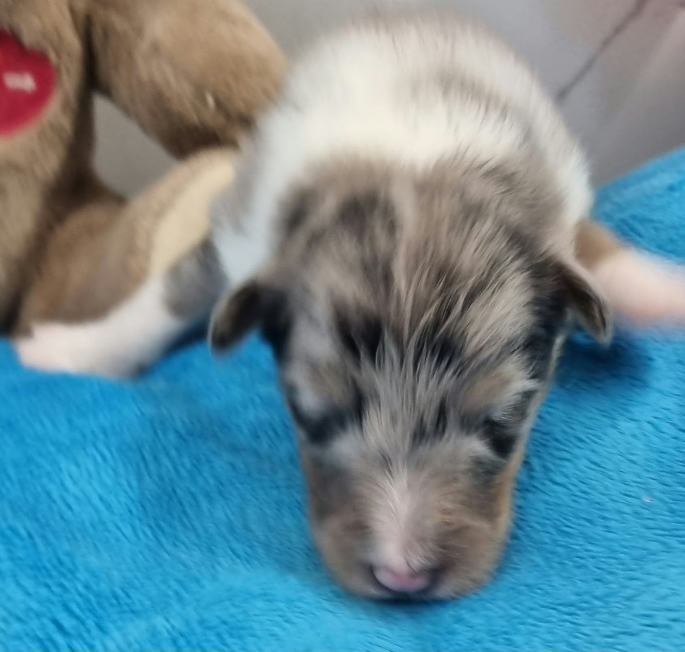 Des Shelties De La Rose - Chiots disponibles - Shetland Sheepdog