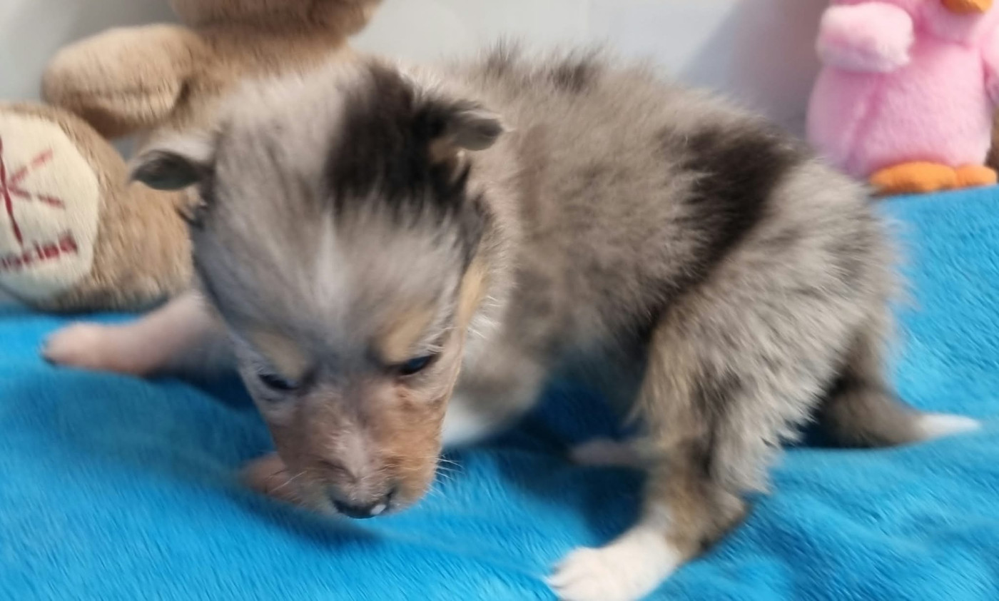 Des Shelties De La Rose - Chiots disponibles - Shetland Sheepdog