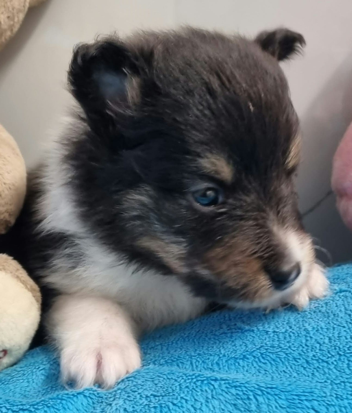 Des Shelties De La Rose - Chiots disponibles - Shetland Sheepdog