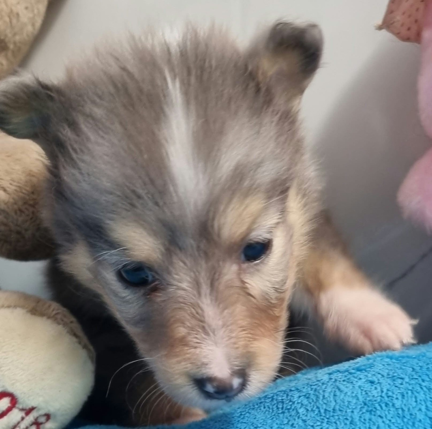 Des Shelties De La Rose - Chiots disponibles - Shetland Sheepdog
